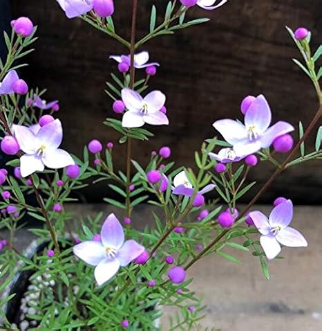 Amazon ボロニアピナータ まん丸のピンクのつぼみ いい香り いっぱい ガーデニング 観葉植物 花 観葉植物 オンライン通販