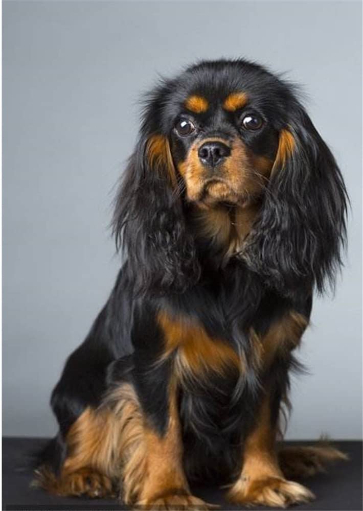 Nprzm H451 Diy 5D Diamond Painting Kits Cavalier King Charles Spaniel Diy Arts Craft For Home Wall Decor Birthday Gifts 50X50cm