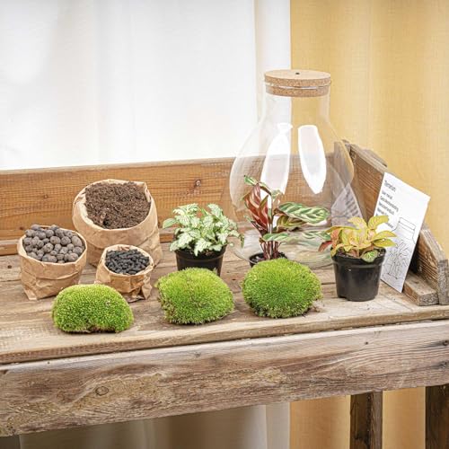 Foto von urbanjngl - Sam Calathea Terrarium mit Licht - DIY Kit für Pflanzen - Ø 24,5 cm, Höhe 30 cm - Selbstversorgendes Ökosystem für Zuhause