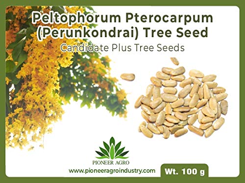Bokashi Bran Peltophorum Pterocarpum (perunkondrai) Tree Seed 100gm