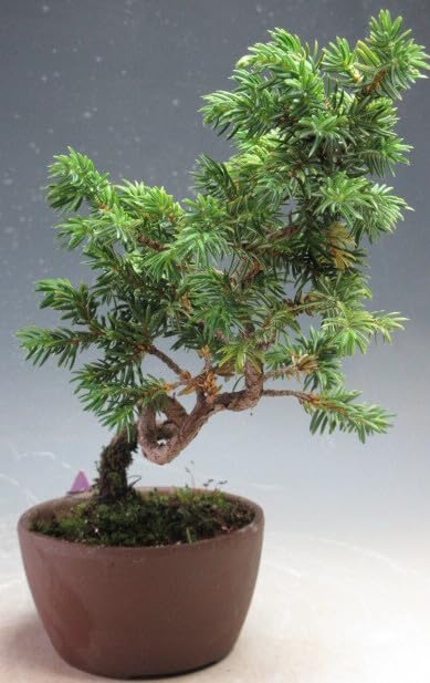Amazon｜盆栽 紫杜松/トショウの鉢植えミニ盆栽（3540）【現品