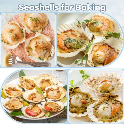 Image of Giftvest 20PCS Large Natural Seashells White Scallop Shells 4 inch-5 inch