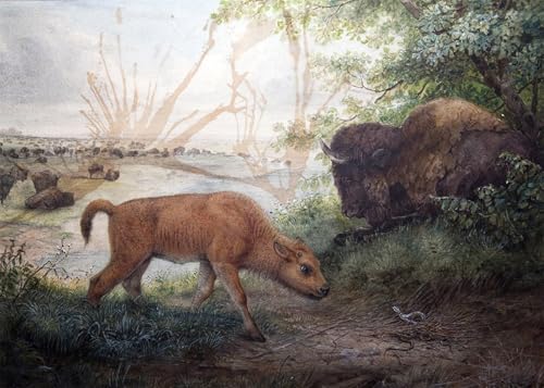 Toile bison de wolf 60x90cm pour habiller un grand mur vide de salon