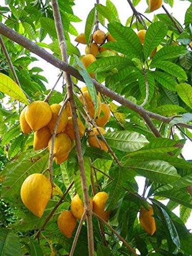 ROYAL LAND Egg Fruit Plant canistel Pouteria campechiana 2 Healthy Seedling Live Plants (B083JKGL41) Amazon Price History, Amazon Price Tracker