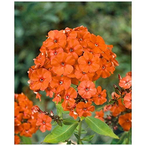 Petsdelite® Phlox Paniculataã Orange Perfectionã Ã (3 Wurzeln), Sommerphlox (Samen/Wurzel)