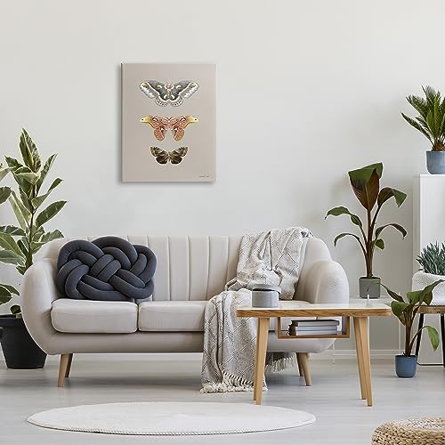 Image of Stupell Industries 'Vintage Moth Specimens'| Canvas Art | Stupell Industries | 24 x 30 Inches, Easy to Hang and Sturdy, Made in USA, by Danhui Nai