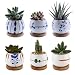 T4U Succulent Planters with Tray 2.75 Inch - Set of 6, Small Cute Ceramic Cactus Pots with Bamboo Tray Decor