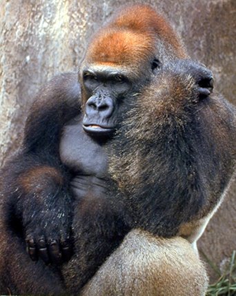 Wild Animal Wall Decor Lowland Gorilla Monkey Kids Room Art Print Poster (16X20) #TOP22