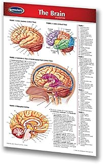 Human Brain Anatomy Chart - Laminated 4" x 6" Pocket Chart - Human Brain Chart - Medical Quick Reference Guide by Permacharts
