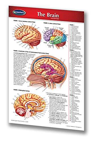 Permacharts Laminated Pocket Brain Chart - 4.5" x 6.75" Medical Quick Reference Guide