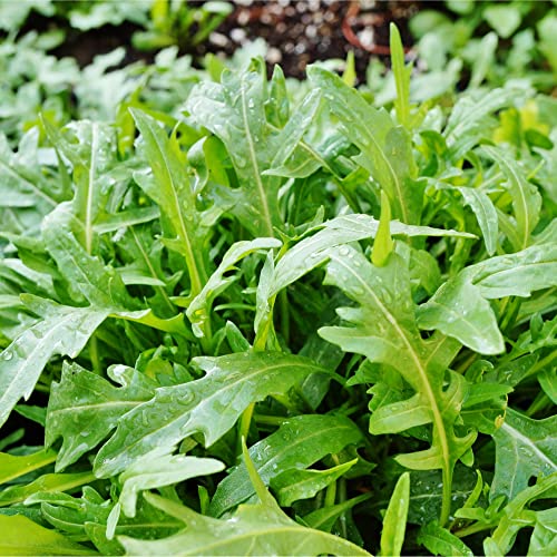Wild Arugula Seed (800 Seeds) #TOP3