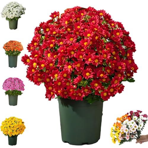 Funsdecor Artificial Mums, No Fade Wilt Artificial Sunset Mum's, Waterproof