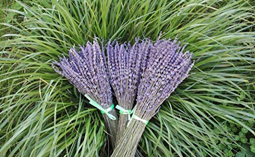 TooGet-Lavender-Dried-Ultra-Blue-Bundles-400-Stems-16-18-Long-for-Home-Decor-Crafts-GiftWedding-or-Any-Occasion TooGet Lavender Dried Ultra Blue Bundles 400 Stems 16 18 Long for Home Decor Crafts GiftWedding or Any Occasion