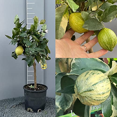 SAVINI VIVAI Citronnier, agrume, citron coloré en pot de 20 cm hauteur 70 cm 2-3 ans de greffage, fabriqué en Italie
