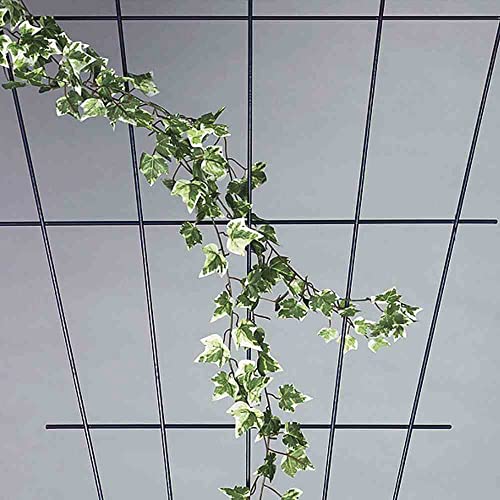 Siena Garden 763766 - Producto para Cultivo