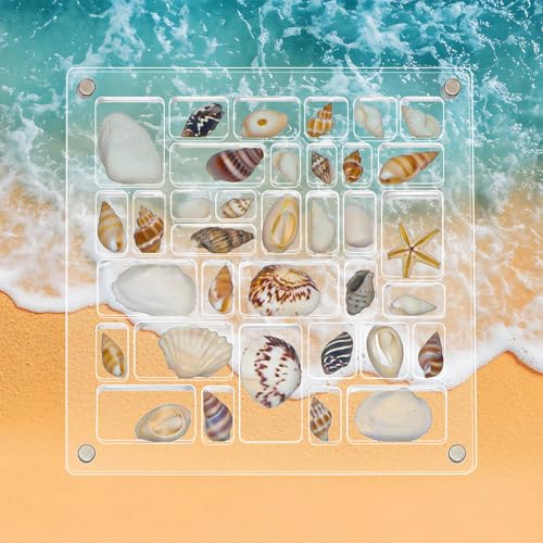 Willinglong Magnetic Seashell Display Box