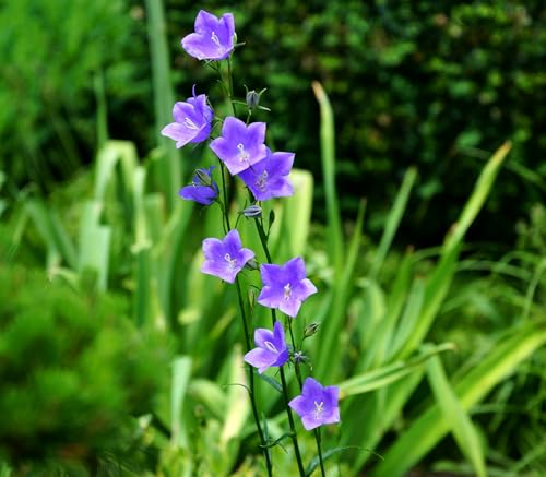 Pfirsichblättrige Glockenblume – Campanula persicifolia (Wildform) – Mehrjährig & Winterhart – 1000 Samen