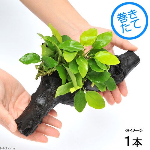 Amazon.co.jp: （水草）アヌビアスナナ ゴールデン 流木付 Lサイズ