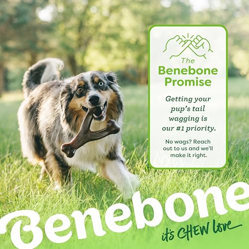 Image of Benebone 2-Count Wishbone /Dental Durable Dog Chew Toys, Real Bacon, Small (Pack of 10)