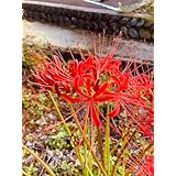 彼岸花ヒガンバナ 球根３０個