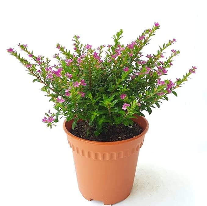 See full amazon price history chart for Duomus Live Cuphea FloriGlory Diana/Stardut Bush Round the year flowering Live Plant with Black Plastic Pot Duomus Live Cuphea FloriGlory Diana/Stardut Bush Round the year flowering Live Plant with Black Plastic Pot (B0BXMMBJQQ) Amazon Price History, Amazon Price Tracker