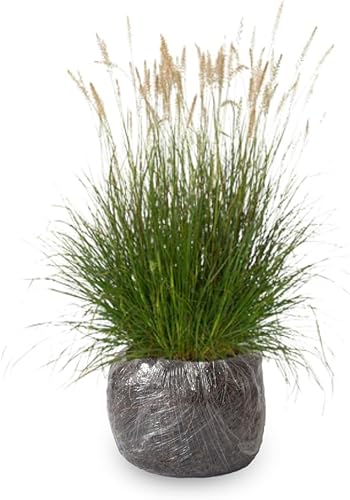 Miniatura 7 de Plántulas de césped ornamental, planta viva, completamente enraizada podada de nuevo a 5 a 9 Inc en pastos altos Plantas vivas perennes (miscanthus