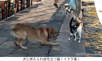 エーゲ海・猫が暮らす癒しの島 [Blu-ray] Amazon.co.jp: エーゲ海・猫が暮らす癒しの島 [Blu-ray] : DVD