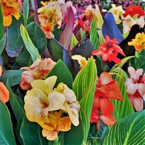5 Tropical Mix Collection - Tall Canna - Bulbs/Roots/Rhizomes/Tubers/Plants
