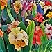 5 Tropical Mix Collection - Tall Canna - Bulbs/Roots/Rhizomes/ Tubers/Plants