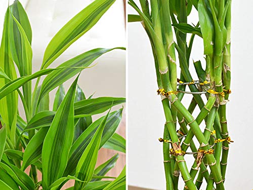 バンブー竹 cd937bed003e80713abb0a150abf68