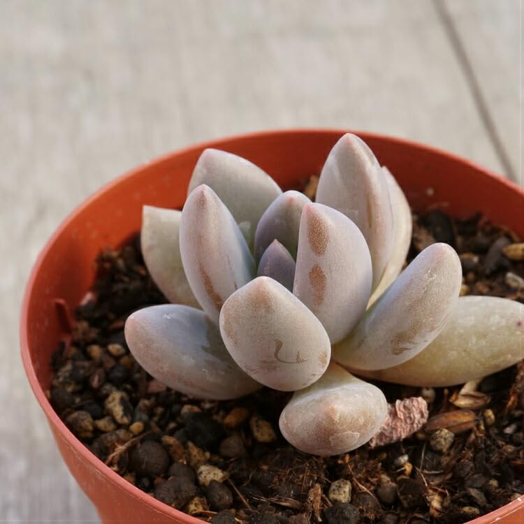 多肉植物 紫麗殿 パキフィツム 山梨で多肉植物を育てるBLOG 紫色の