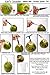 Ken's CocoMon Coconut Opener Tool + Stainless Straw for Fresh GREEN Young Fruit Black Rubber Handle EZ Easy Grip SAFE with Stainless Steel Drinking Straws (1 CocoMon + 1 Straw)