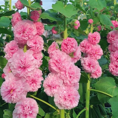 semi di malvarosa - balcone resistenti d'appartamento biologici 400pcs