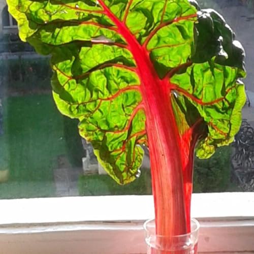 El bosque habitado - La Dieta Planetaria. Con M&oacute;nica Barreal - 09/11/25