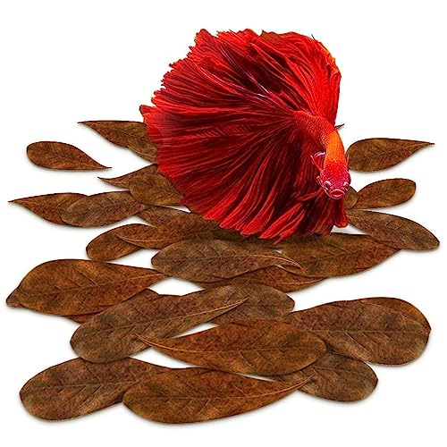 Sungrow 50 Pcs Mini Catappa Indian Almond Leaves For Betta Fish Aquarium, Shrimp, Frogs, Improves Habitat, Gives Tea Color, Helps In Lowering Aquarium Water Ph, Improves Immunity, 2" #TOP19