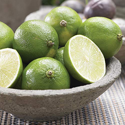 Thompson & Morgan Half-Hardy Lime Fruit Tree ‘Tahiti’ Potted Garden Plant, Self-Fertile, High Yielding Ideal for Kitchen Gardens, Allotments, Patio and Containers 1x 5 Litre