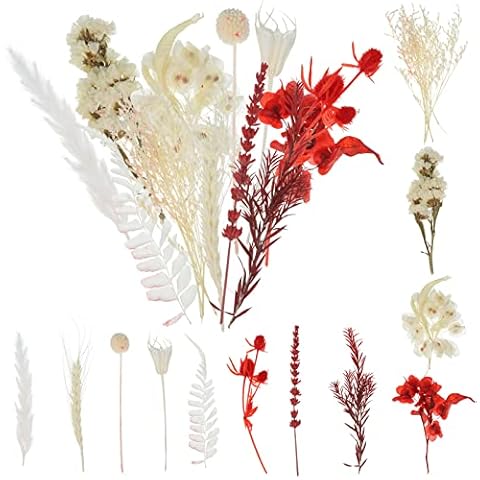 ALTcompluser Trockenblumen zum Basteln, Trockenblumen Klein Cover