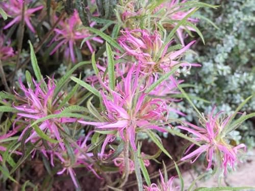Alpenrose - Rhododendron macrosepalum Linerarifolium - Spider Azalee 30-40cm