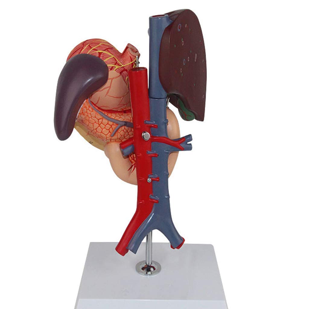 Section Duodénale Hépatopancréatique Modèle Anatomie du Corps Humain Aide Éducative Et Éducation