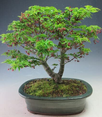 Amazon | 盆栽 もみじ（獅子頭）の鉢植え【現品】 | ヴェール