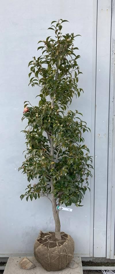現品》ツバキ 白芯卜伴(ハクシンボクハン)樹高1.6m(根鉢含ま 現品》ツバキ 白芯卜伴(ハクシンボクハン)樹高1.6m(根鉢含ま