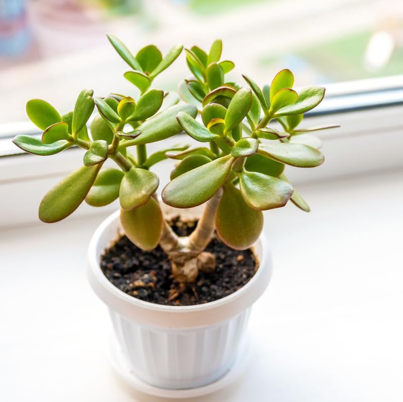 Good luck jade plant 1 live indoor home plant-image-10