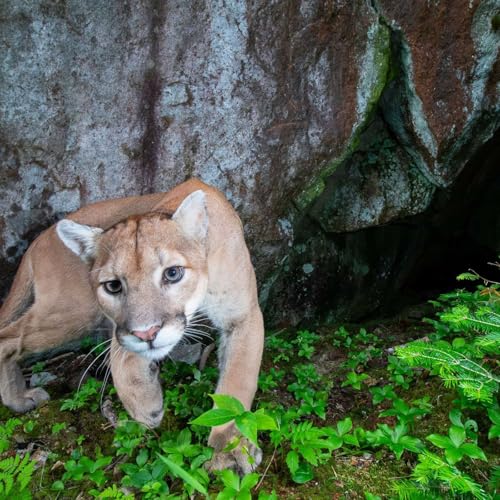 Enhancing Conservation Efforts through Camera-Trap Photography in the Superior National Forest