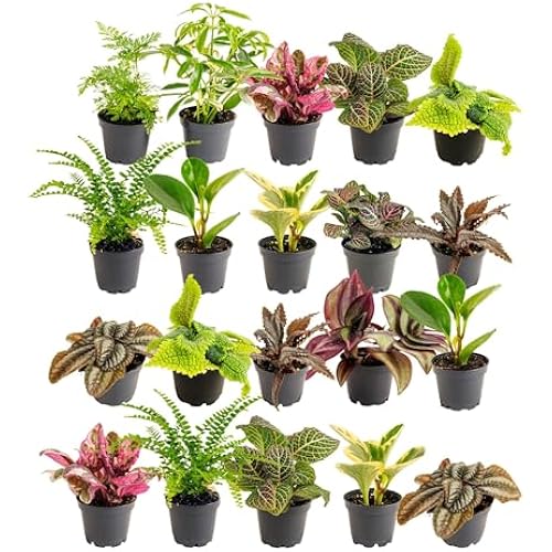 Costa Farms Mini Houseplants, Live Indoor Plant, Easy Care, Home Decor
