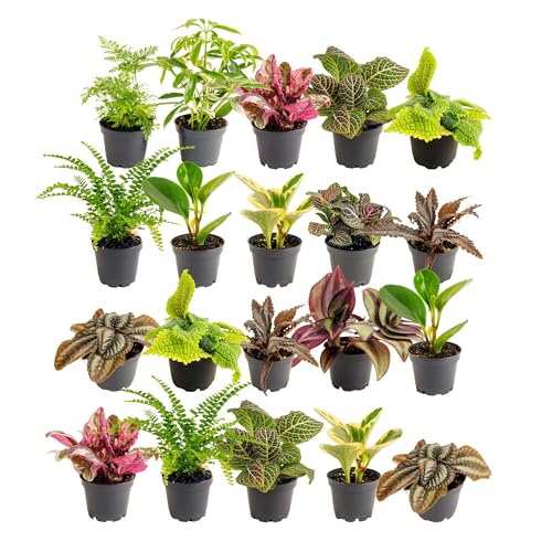 Image of Costa Farms Mini Live Indoor Houseplants (20-Pack), Starter Plants in Nursery Pots, Assorted Foliage Mix (Varieties May Vary), Bulk Tiny Plants for DIY Terrariums, Party Favors, and Home Office Decor