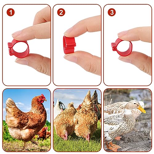Hähnchen Beinringe, 100 Stück Geflügel Fußringe mit bunter Zahl, 16mm Poultry Beinringe, Plastik Hühner Ringe Geflügel Beinringe Durchmesser Hühnerfußringe für Hühner Enten Wachtel Taube