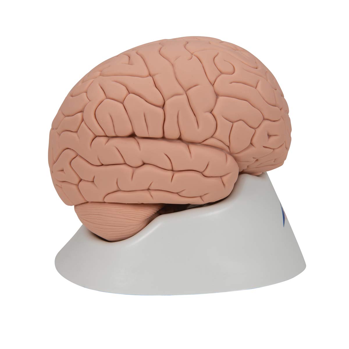 3B Scientific C15/1 wprowadzający model mózgu, 2 części darmowe oprogramowanie anatomiczne - 3B Smart Anatomy