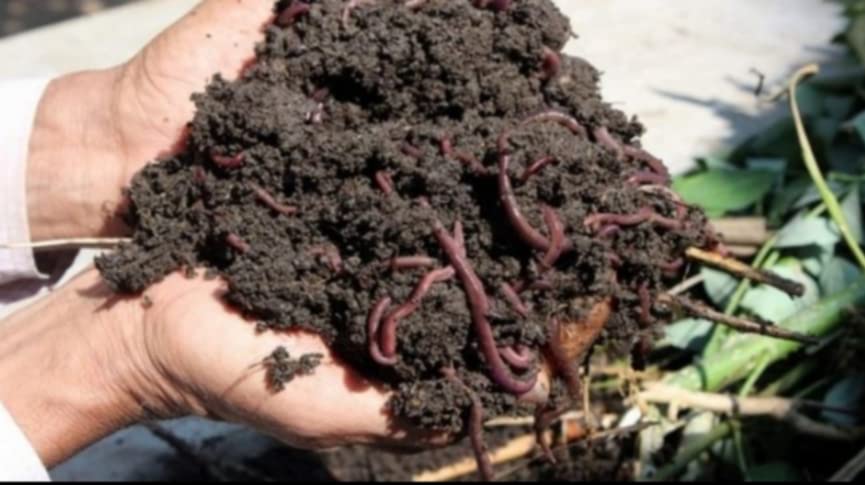 केंचुआ पालन के लिए Kechua Live & Earthworm Egg Making for vermicompost(1000+ nos Live Earthworm).… (B09MP8XDH8) Amazon Price History, Amazon Price Tracker