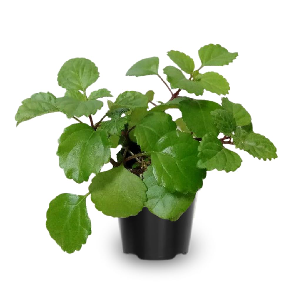 Amazon.com : 2 Green Swedish Ivy Plants Live, Plectranthus Swedish Ivy Plant  Live, 3 Inc to 6 Inc Tall Seedling, House Plant Live : Patio, Lawn & Garden