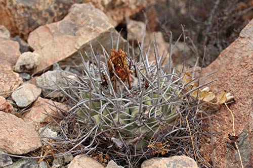 yqzCopiapoa CoquimbanaRsA|AERLo[i܊/܋ʁ5 [sAi]